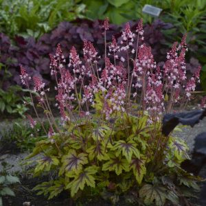 Heucherella 'Eye Spy'