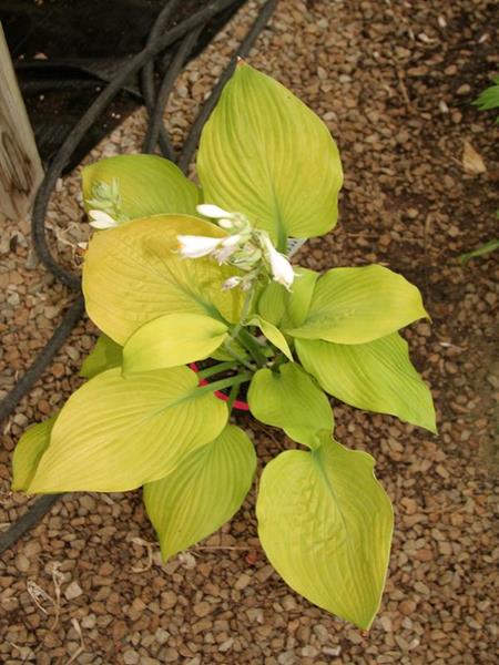 Farewell Party, Hosta