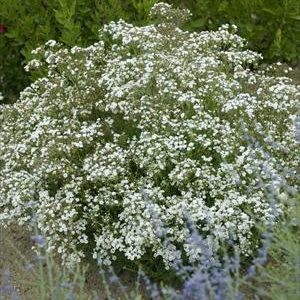 Gypsophila 'Festival Star'