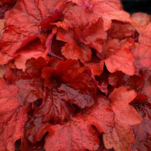 Heuchera 'Fire Alarm'