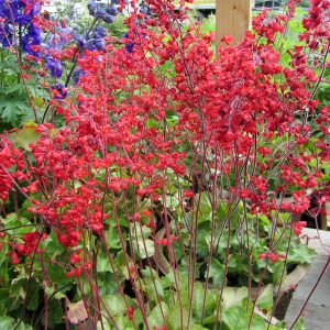 Heuchera 'Firefly'