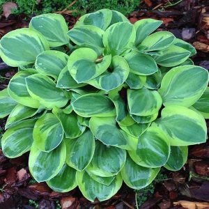 Frosted Mouse Ears, Hosta