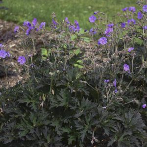 Geranium 'Boom Chocolatta'