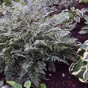 Fern Athyrium 'Ghost'