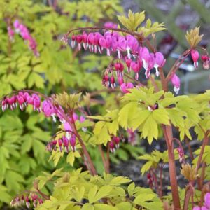 Bleeding Heart 'Gold Heart'