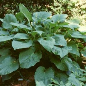 Green Acres, Hosta