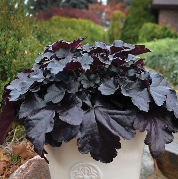 Heuchera 'Black Pearl'