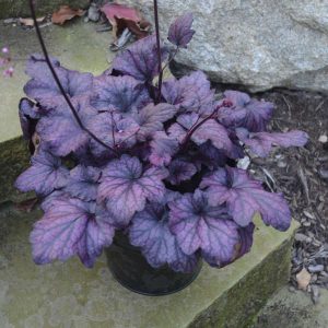 Heuchera 'Electric Plum'