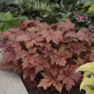 Heucherella 'Hopscotch'