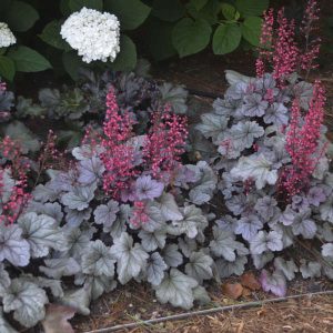 Heuchera 'Silver Gumdrop'