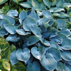Halcyon, Hosta