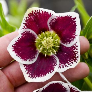 Helleborus 'Romantic Getaway'