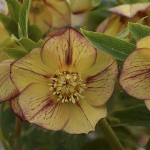 Helleborus 'Tropical Sunset'