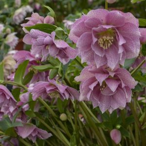 Helleborus 'Wedding Crasher'