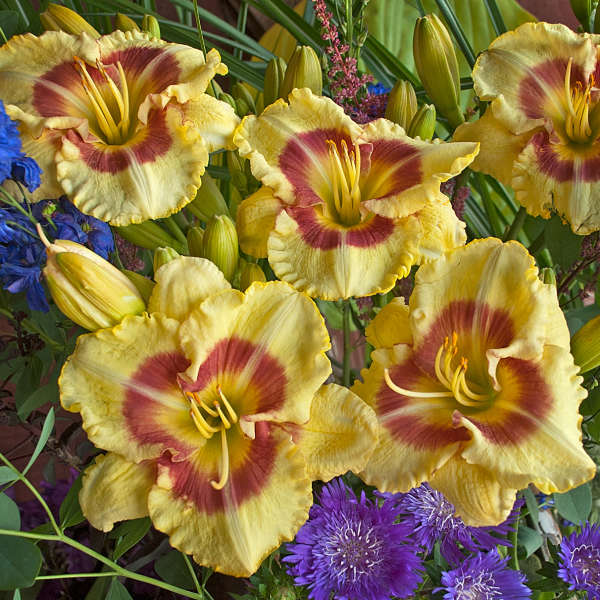 Hemerocallis 'Montery Jack'
