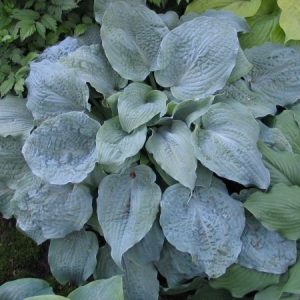 Her Eyes Were Blue, Hosta