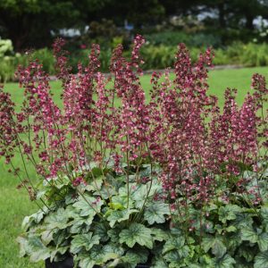 Heuchera 'Berry Timeless'
