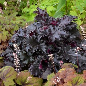 Heuchera 'Black Taffeta'
