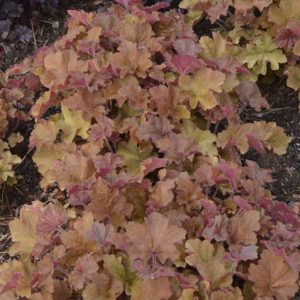 Heuchera 'Caramel'