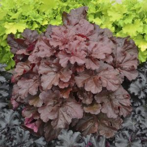 Heuchera 'Mahogany Monster'