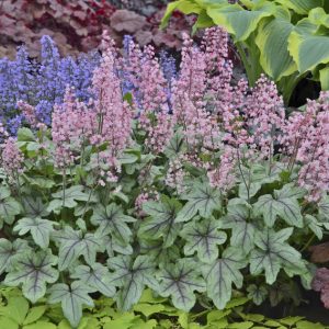 Heucherella 'Pink Fizz'