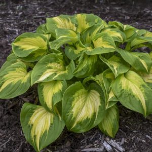 Etched Glass, Hosta