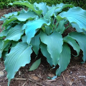 Neptune, Hosta