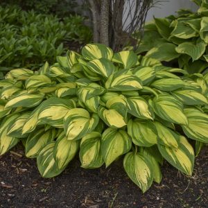 Rainbow's End, Hosta