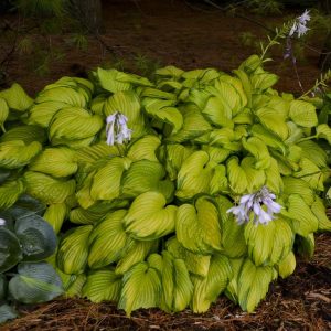 Stained Glass, Hosta