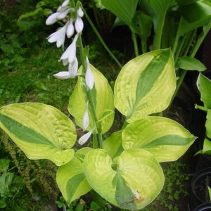 Velvet Moon, Hosta
