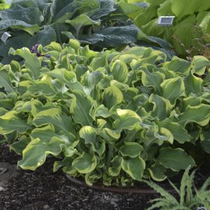 Wheee!, Hosta