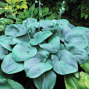 Humpback Whale, Hosta