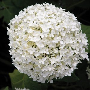 Hydrangea 'Annabelle'