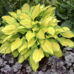 Island Breeze, Hosta