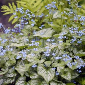 Brunnera 'Jack Frost'