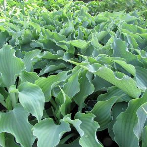 Joy Ride, Hosta
