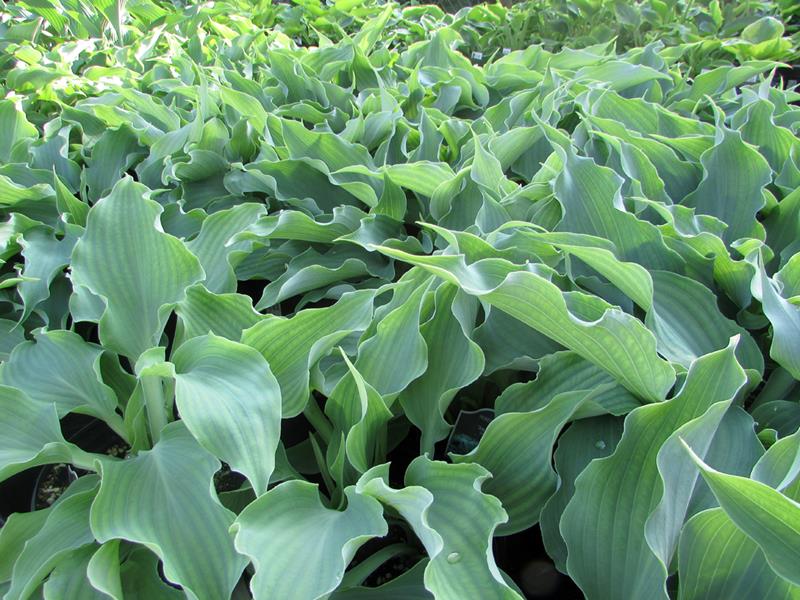 Joy Ride, Hosta