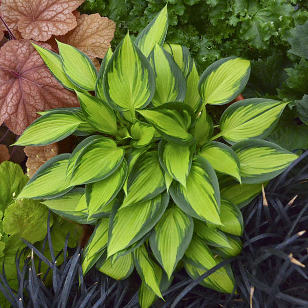 June Spirit, Hosta