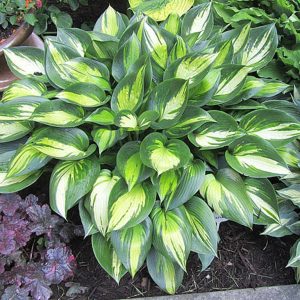 Justine, Hosta
