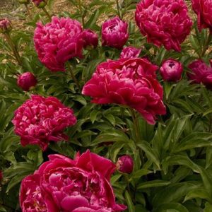 Peony 'Red'