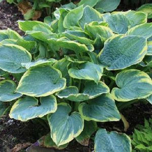 Lakeside Rhapsody, Hosta