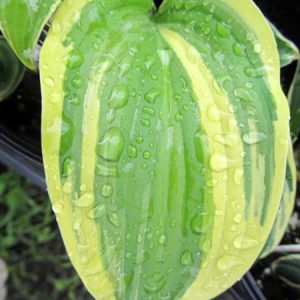 Lakeside Keepsake, Hosta
