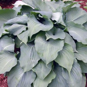 Lederhosen, Hosta