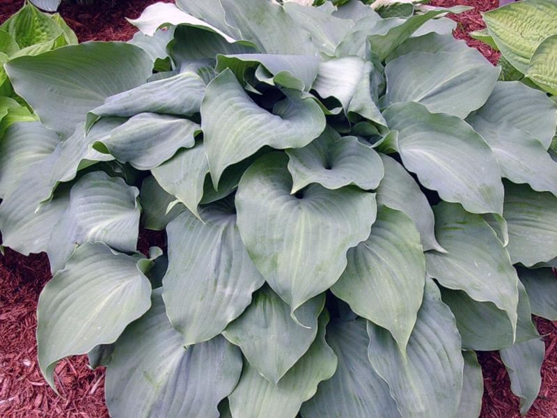 Lederhosen, Hosta