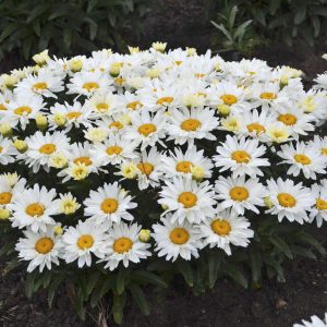 Leucanthemum 'Cream Puff'