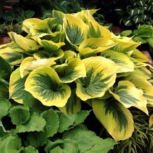 Liberty, Hosta
