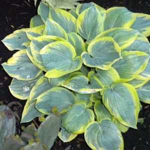 Merlin, Hosta