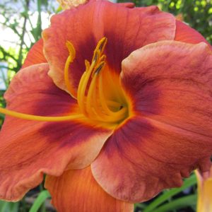 Hemerocallis 'Mighty Chestnut'