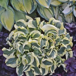 Mini Skirt, Hosta