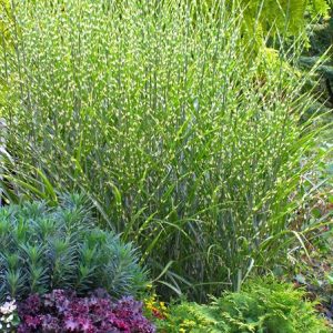 Grass Miscanthus 'Strictus'